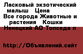 Ласковый экзотический малыш › Цена ­ 25 000 - Все города Животные и растения » Кошки   . Ненецкий АО,Топседа п.